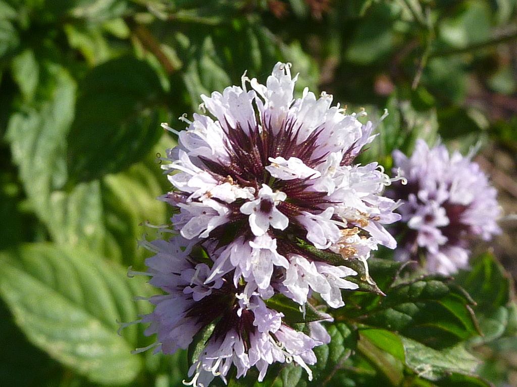 Peppermint flower